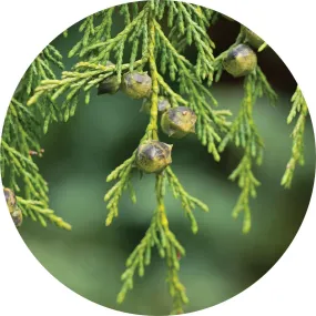 LIVING LIBATIONS - Cypress Essential Oil