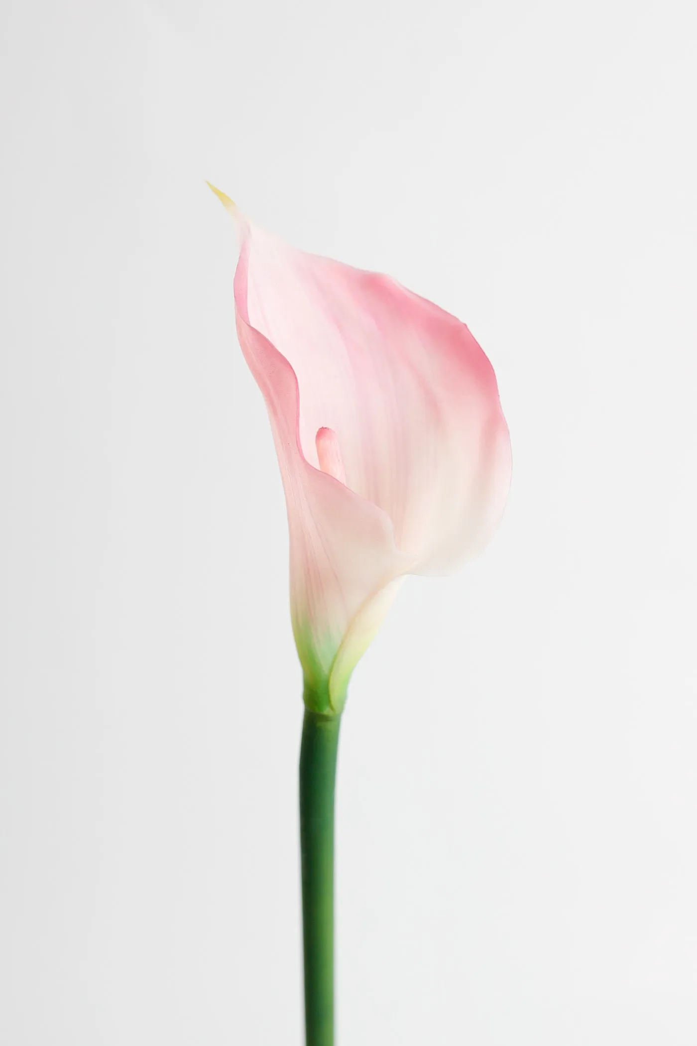 Premium Real Touch Calla Lily Stem