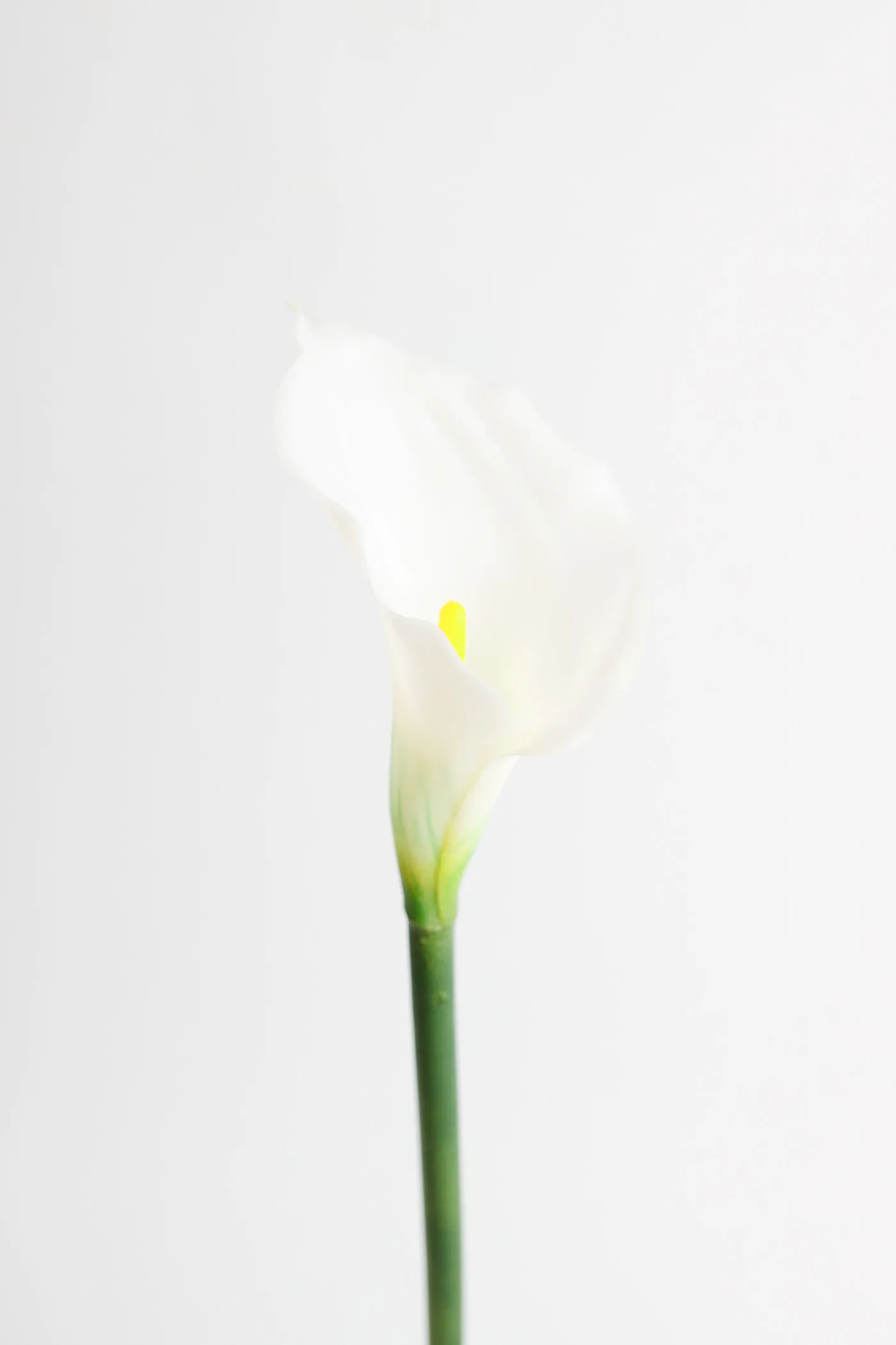 Premium Real Touch Calla Lily Stem