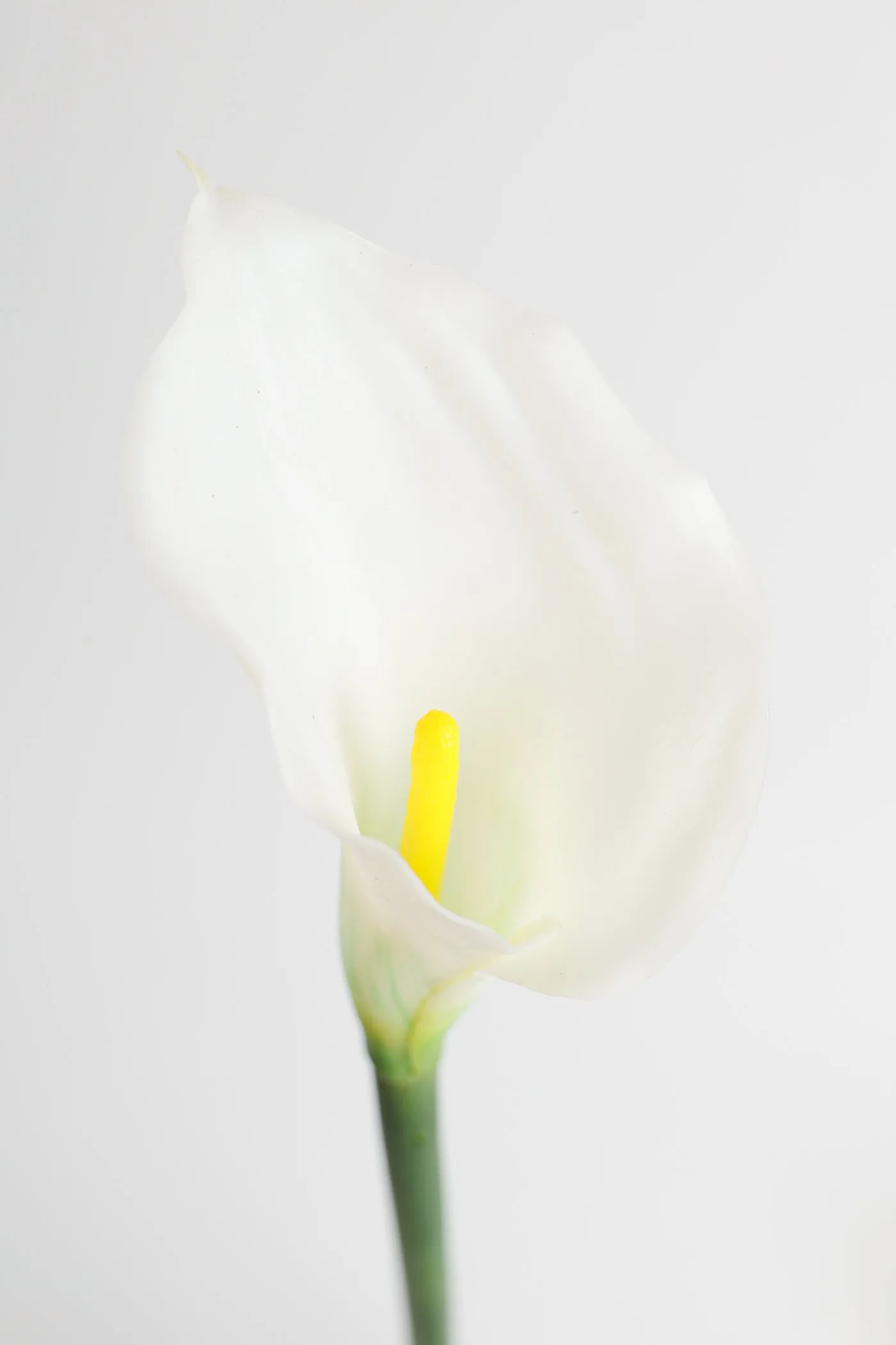 Premium Real Touch Calla Lily Stem