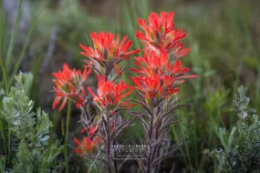 SALE - "Indian Paintbrush Wildflowers and Sage" 11x14 Fine Art Photography Metal Print - Scratch and Dent Sale