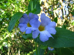 Thunbergia Natalensis - Dwarf Thunbergia - Indigenous South African Shrub - 10 Seeds