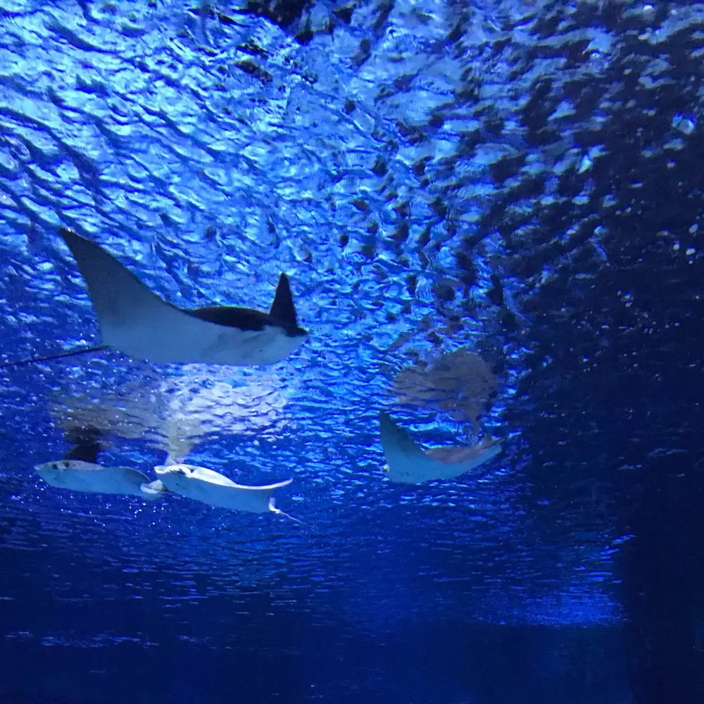 Two Oceans Aquarium Day Tour