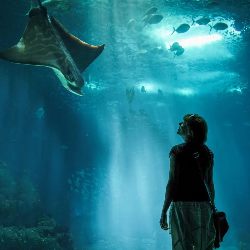 Two Oceans Aquarium Day Tour