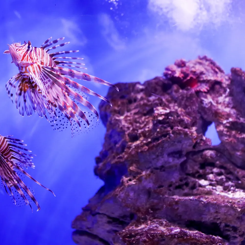 Two Oceans Aquarium Day Tour